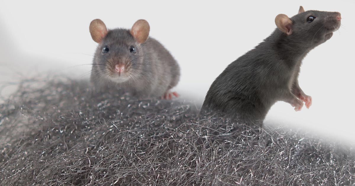 Laine d'acier contre les souris, les rats et autres animaux nuisibles