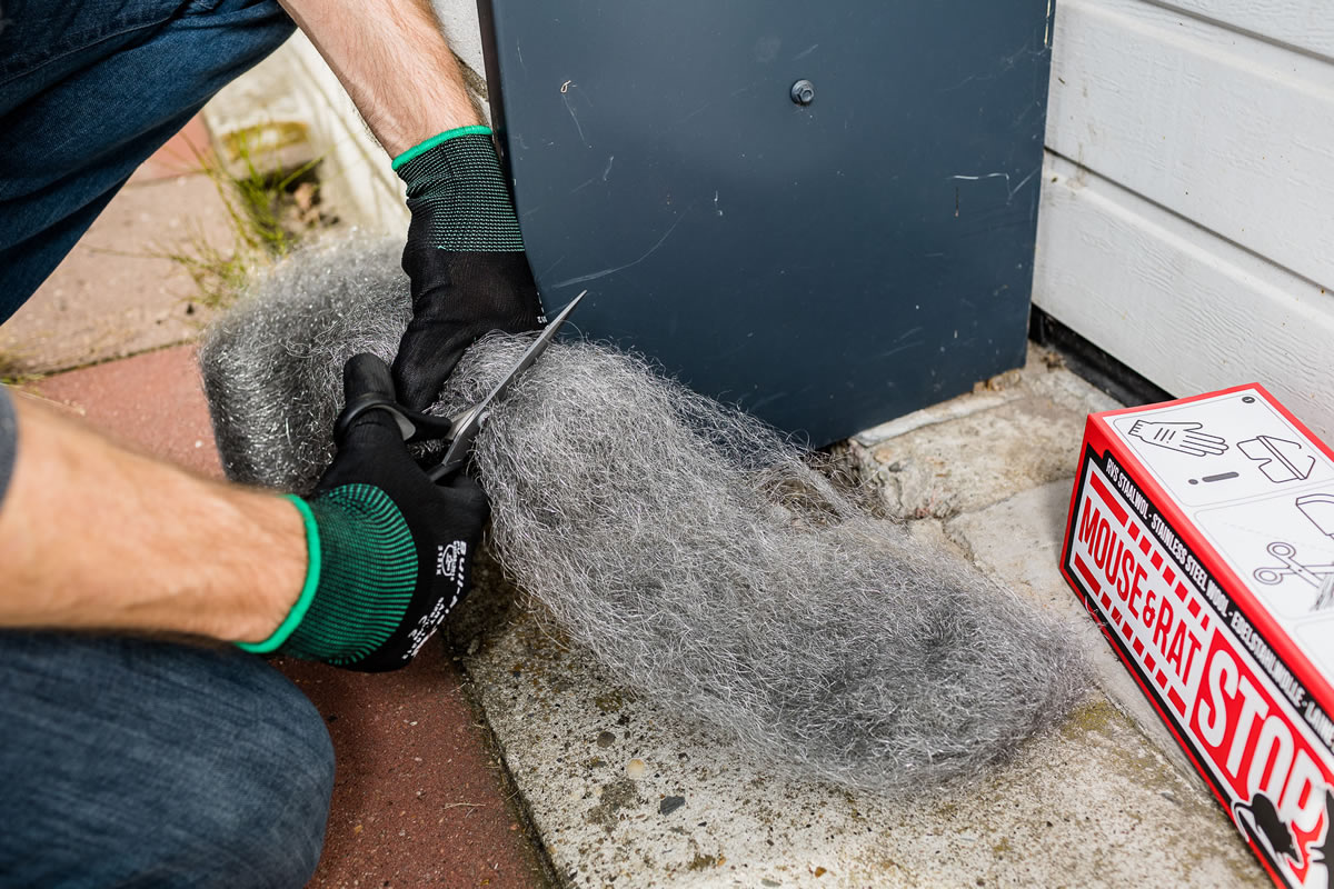 Couper la laine d'acier contre les souris