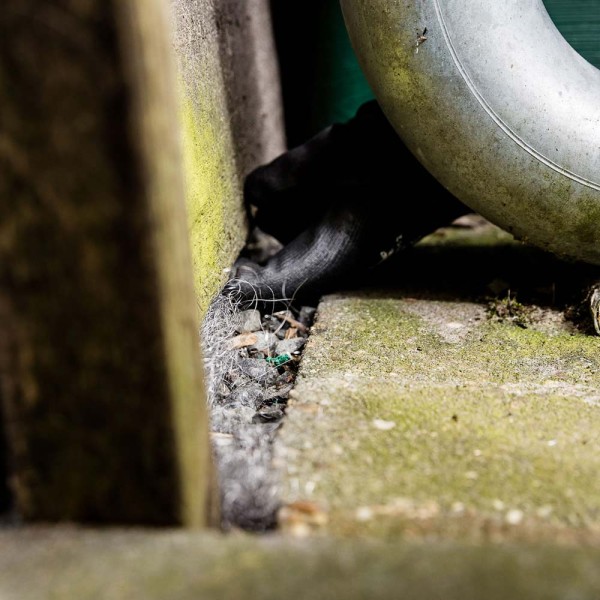 Laine dacier Souris & Rat STOP - 200 g